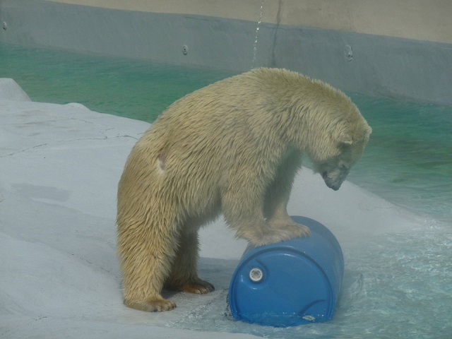 Yupik the polar bear