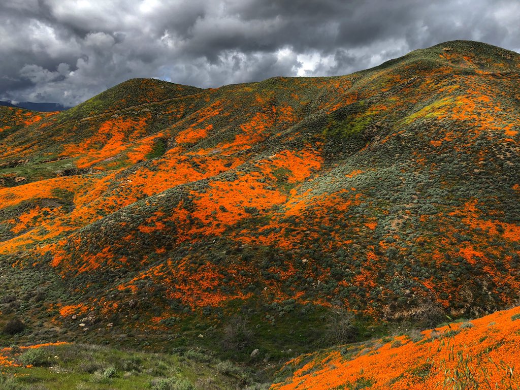 Orange Lush: California’s ‘Superbloom’ Amuses From the Air