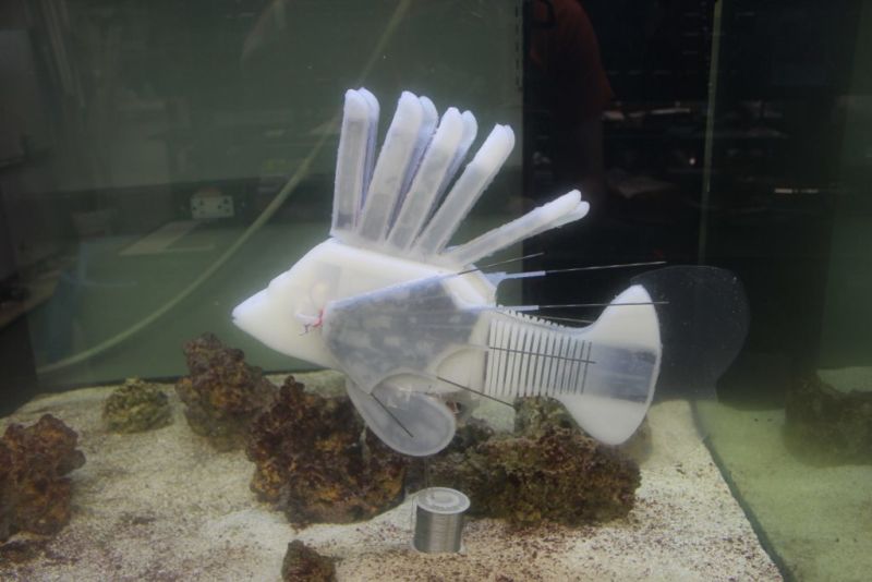 Robotic Fish can swim for 37 hours with blood-powered batteries
