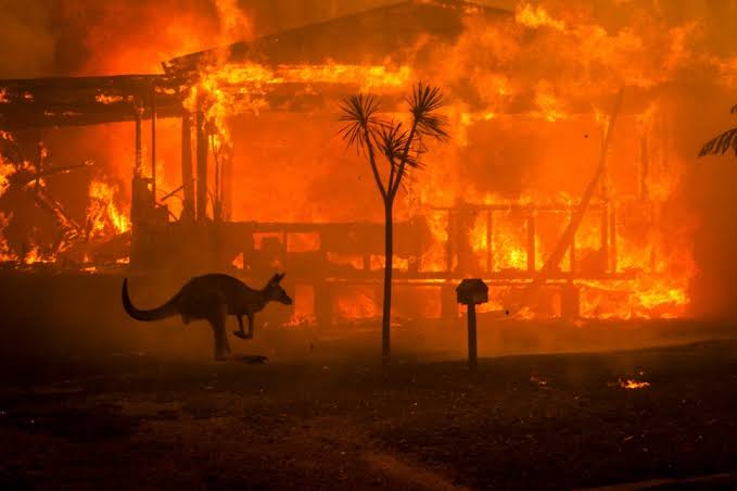 Australian rapidly Spreading Fires may have eliminate half portion of a billion creatures and plants