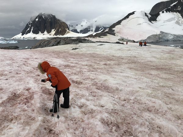 Because of record highs , Ghostly ‘raspberry snow’ portions of Antarctica